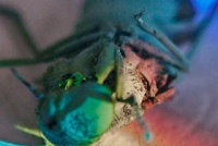 MEINE VERWANDLUNG • GASTSPIEL DES JTR